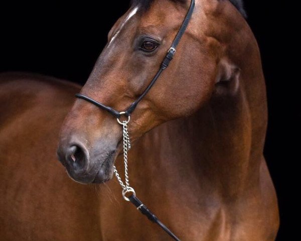 dressage horse Rio-Bo (Westphalian, 1995, from Rex Fritz)
