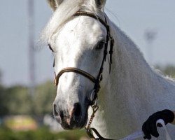 Pferd Goldwing Laddie (Connemara-Pony, 2011, von Fairyhill Fort 23 IC)