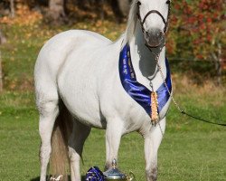 broodmare Coneridge Kathleen 226 C (Connemara Pony, 2004, from Innellan Kestrel 15 IC)