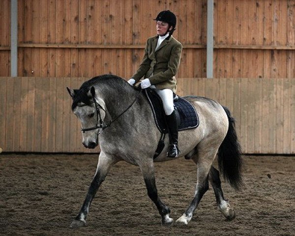 Pferd Goldgnomish Laddie (Connemara-Pony, 2003, von Golddigger Laddie 9 C)