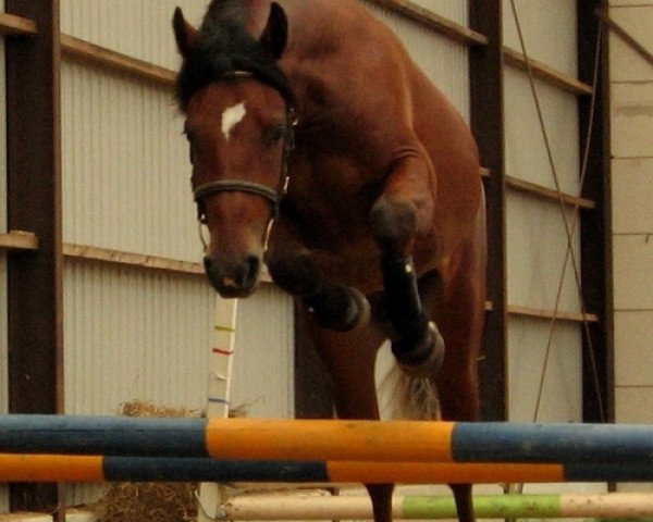 Pferd Goldlover Laddie (Connemara-Pony, 2005, von Golddigger Laddie 9 C)