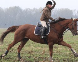 Zuchtstute Rubina R 3 (Hannoveraner, 2010, von Royal Classic I)