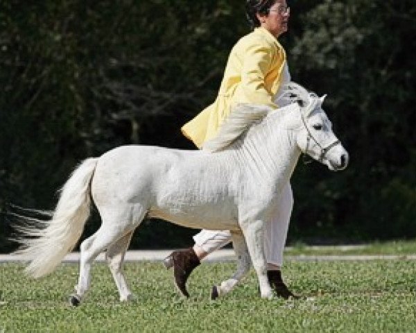 horse EBF BL White Flash (American Miniature Horse, 2001, from Winners Circle BS Bolero)