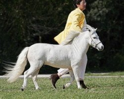 Pferd EBF BL White Flash (American Miniature Horse, 2001, von Winners Circle BS Bolero)