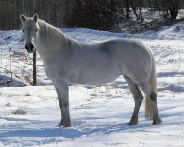 horse Goldbrick Lassie 162 C (Connemara Pony, 1995, from Kåsta Scaramouche 2 C)