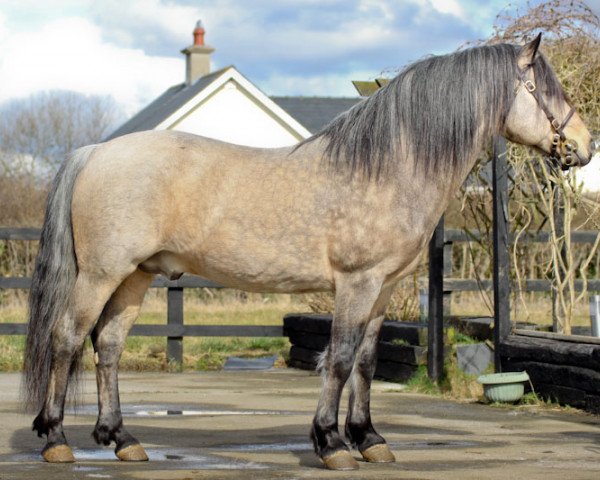 stallion Golddigger Laddie 9 C (Connemara Pony, 1993, from Kåsta Scaramouche 2 C)