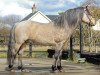 stallion Golddigger Laddie 9 C (Connemara Pony, 1993, from Kåsta Scaramouche 2 C)