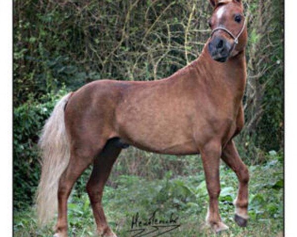 stallion Winners Circle BS Bolero (American Miniature Horse, 1995, from Boones Little Buckeroo 2nd)