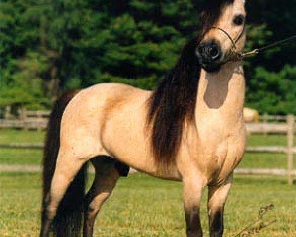 stallion Boones Little Buckeroo 2nd (American Miniature Horse, 1983, from Boones Little Buckeroo)