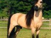 Deckhengst Boones Little Buckeroo 2nd (American Miniature Horse, 1983, von Boones Little Buckeroo)