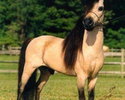 stallion Boones Little Buckeroo 2nd (American Miniature Horse, 1983, from Boones Little Buckeroo)