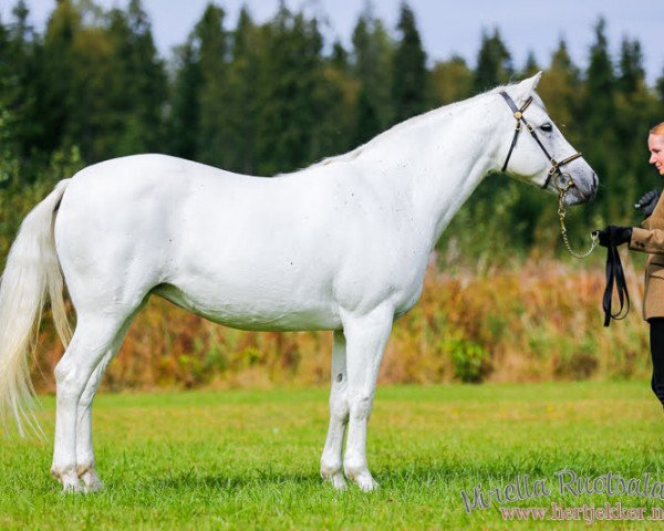 broodmare Sparrow Melody 242 C (Connemara Pony, 2006, from Grange Surf Sparrow)