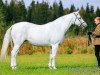 broodmare Sparrow Melody 242 C (Connemara Pony, 2006, from Grange Surf Sparrow)