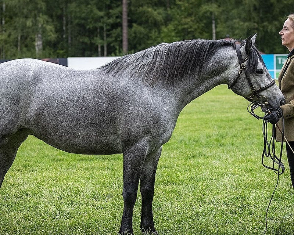 horse Goldilocks Lassie 305 C (Connemara Pony, 2015, from Golddigger Laddie 9 C)