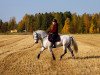 stallion Goldrock Laddie 33 C (Connemara Pony, 2010, from Golddigger Laddie 9 C)