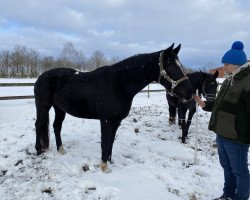 broodmare Sun of Rose T (Hanoverian, 2011, from San Amour I)