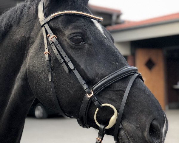 dressage horse Odessa 218 (KWPN (Royal Dutch Sporthorse), 2006)