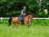 Dressurpferd Holsteins Hemmingway (Deutsches Reitpony, 2015, von Holsteins Happyness)