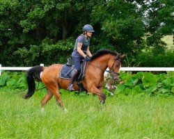 Dressurpferd Holsteins Hemmingway (Deutsches Reitpony, 2015, von Holsteins Happyness)