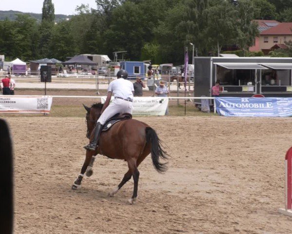 Reitturnier Heiligenwald 2025