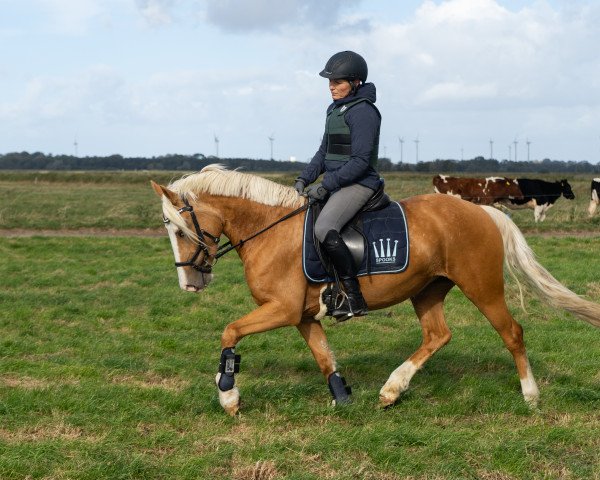 horse Arvalon Esprit (Welsh-Cob (Sek. D), 2014, from AC Cream Boy)