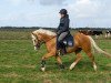 Pferd Arvalon Esprit (Welsh-Cob (Sek. D), 2014, von AC Cream Boy)