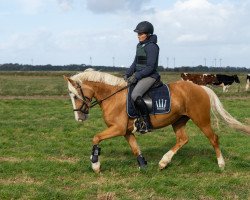 horse Arvalon Esprit (Welsh-Cob (Sek. D), 2014, from AC Cream Boy)