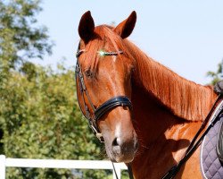 dressage horse Earl Grey 28 (Trakehner, 2012, from Le Rouge 7)