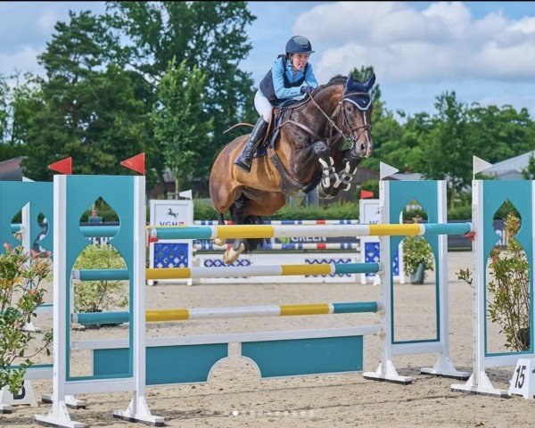 jumper Zenzero 4 (Holsteiner, 2017, from Zuccero Hv)