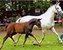 broodmare Laona S (Oldenburg, 2001, from Curacao I)