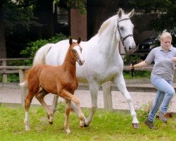 broodmare Lavinja (Oldenburg, 1997, from Davignon II)