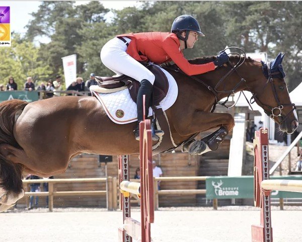 Springpferd Flore du Fleury (Belgisches Reitpony, 2011, von Machno Carwyn)