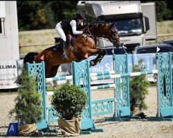 jumper Neugschwents Contex (Oldenburg show jumper, 2013, from Contendro I)