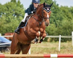 jumper Rashinga (Pony without race description, 2012)