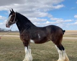 horse Coughlin's Royal Duchess Lady Duke (Clydesdale, 2015, from Coughlin's Duke)