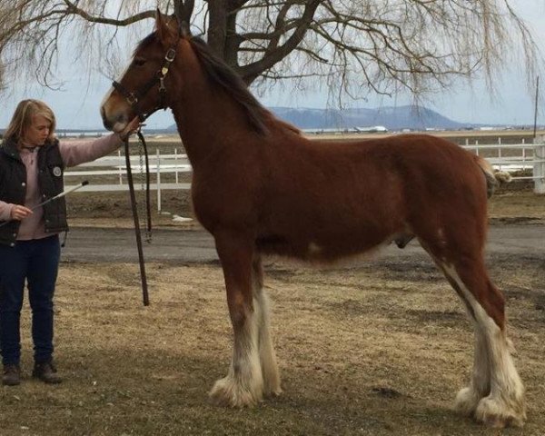 Pferd Will Sherman Gregory (Clydesdale, 2017, von Greenwood Farm's Sherman)