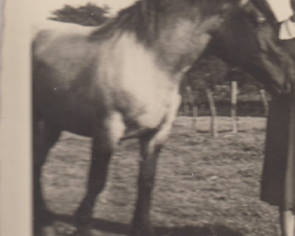 broodmare Mickelina S 28935 (Rhenish-German Cold-Blood, 1942, from Zalotant RS 966)