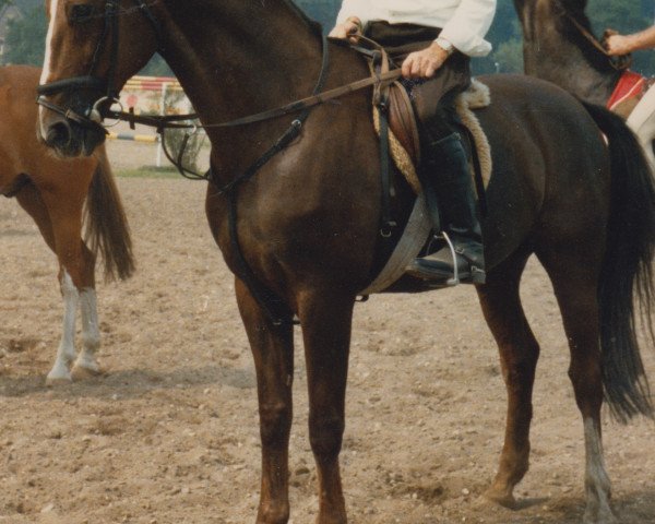 Deckhengst Falkenruf (Westfale, 1964, von Frühlicht I)