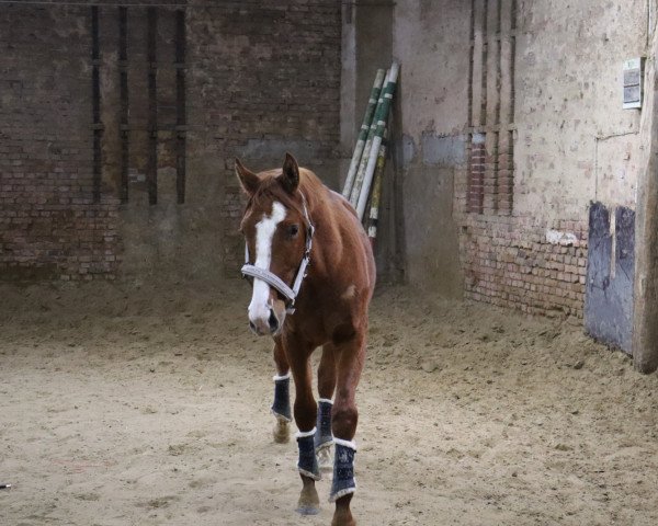 horse Day Dreamer M (Hanoverian, 2019, from Don Kennedy)