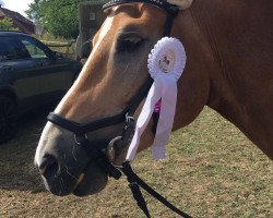 horse Navarro de Nostalgie (Haflinger, 2013, from Nostalgie)