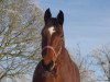 dressage horse Florienna SH (Oldenburg, 2009, from Fürst Romancier)