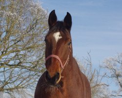 dressage horse Florienna SH (Oldenburg, 2009, from Fürst Romancier)