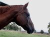 dressage horse Sir Lancelot (Brandenburg, 2002, from Samba Hit I)