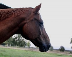 dressage horse Sir Lancelot (Brandenburg, 2002, from Samba Hit I)