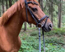 dressage horse Der feine Fuchs (Dutch Pony, 2006, from Molenhorn's Rico)