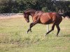 broodmare Magdalena 3 (Bavarian, 2002, from Rautenstein)