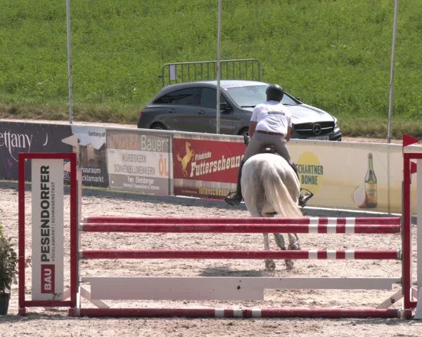 Springturnier Seewalchen 2025
