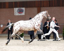 stallion Peru's Yismerai (Appaloosa, 2013, from Quotenkönig 2)