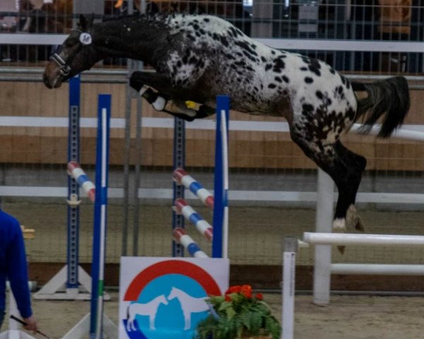 Deckhengst Peru's Dumoulin (Appaloosa, 2017, von Peru's Yismerai)