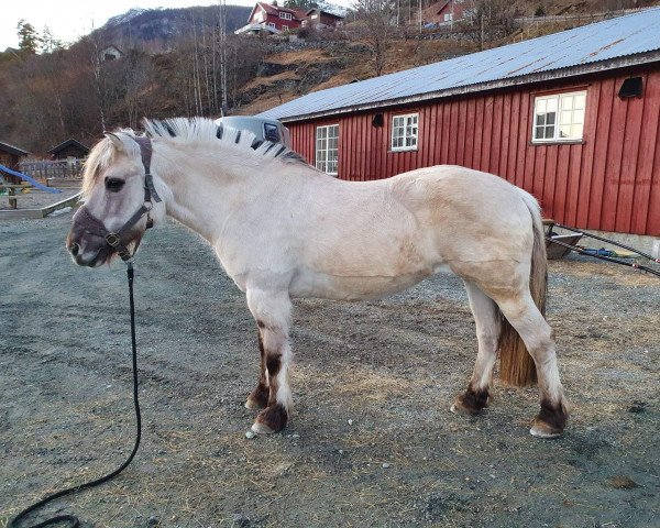 broodmare Lina Vidvei (Fjord Horse, 1997, from Kvernmann)